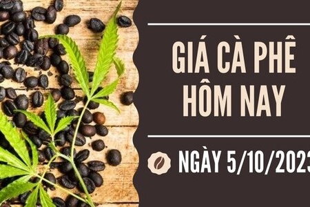 Giá cà phê hôm nay 5/10/2023: Thị trường trong nước giảm sâu