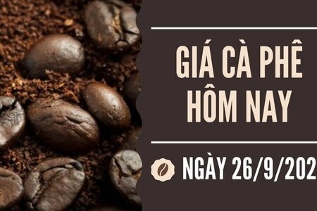 Giá cà phê hôm nay ngày 26/9/2023: Thị trường trong nước và thế giới đồng loạt giảm