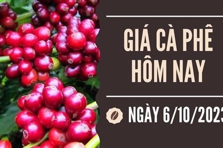 Giá cà phê hôm nay 6/10/2023: Tiếp đà giảm, về mốc 64.000 đồng