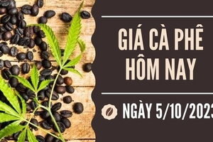 Giá cà phê hôm nay 5/10/2023: Thị trường trong nước giảm sâu