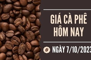 Giá cà phê hôm nay 7/10/2023: Thế giới biến động nhẹ, trong nước giảm thêm 300 đ/kg