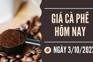 Giá cà phê hôm nay 3/10//2023: Trong nước giữ mức cao, thế giới chuyển biến tích cực