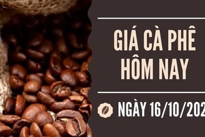 Giá cà phê hôm nay 16/10/2023: Trong nước tiếp tục đà tăng 