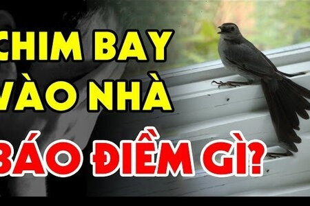 Chim bay vào nhà là điềm gì? Nếu thấy 1 trong 3 loại chim này bay đến nhà thì chuẩn bị tiền tràn vào như nước