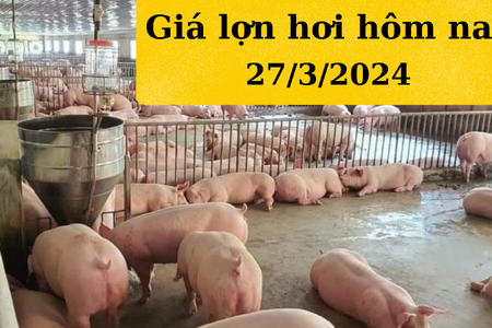 Giá lợn hơi hôm nay 27/3/2024: Miền Bắc đổi hướng giảm nhẹ