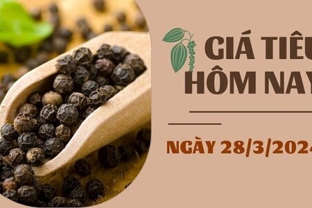 Giá tiêu hôm nay 28/3/2024: Trong nước ổn định, thế giới tăng giảm trái chiều