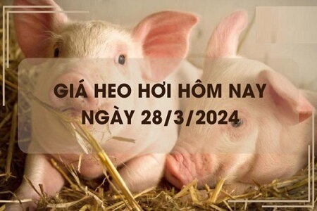 Giá lợn hơi hôm nay 28/3/2024: Phía Bắc giảm nhẹ, phía Nam đi ngang