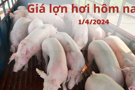 Giá lợn hơi hôm nay 1/4/2024: Chững lại ngày đầu tuần