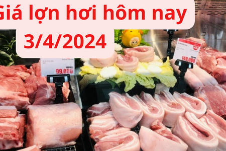 Giá lợn hơi hôm nay 3/4/2024: Tăng nhẹ 1.000 đồng/kg