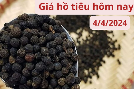 Giá hồ tiêu hôm nay 4/4/2024: Trong nước quay đầu giảm