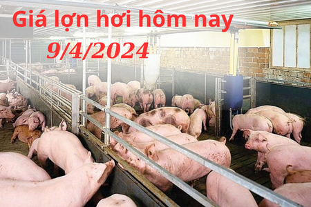 Giá lợn hơi hôm nay 9/4/2024: Khu vực miền Nam giảm nhẹ