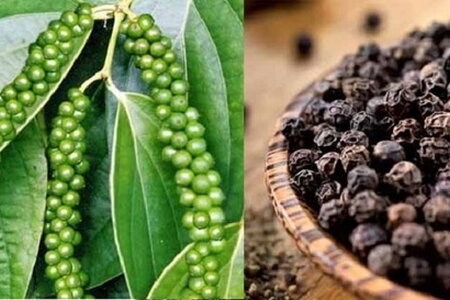 Giá hồ tiêu hôm nay 11/4/2024: Ngày thứ 3 giảm liên tiếp, về mốc 90.000 đồng/kg