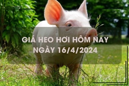 Giá lợn hơi hôm nay 16/4/2024: Miền Nam tăng giảm trái chiều