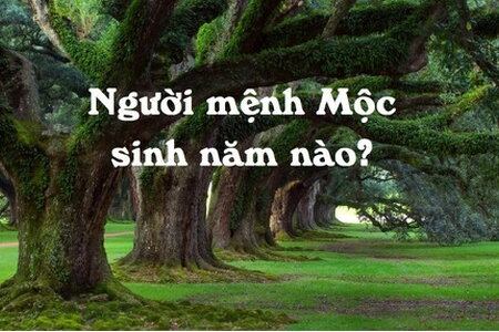 Người mệnh Mộc sinh năm nào? hợp mệnh gì và khắc mệnh gì? chọn xe màu gì để hút tài lộc