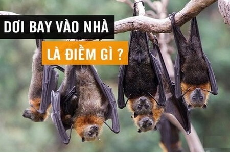 Dơi bay vào nhà là điềm gì? Tốt hay xấu? Có nên đuổi chúng đi?