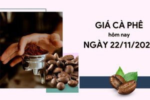 Giá cà phê hôm nay 22/11/2023: Thị trường trong nước giảm theo thế giới