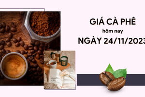 Giá cà phê hôm nay 24/11/2023: Thị trường trong nước giảm nhẹ