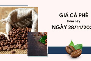 Giá cà phê hôm nay 28/11/2023: Trong nước ngược chiều thế giới