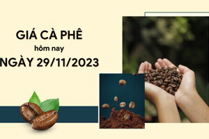 Giá cà phê hôm nay 29/11/2023: Trong nước tăng lên 59.000 đồng/kg