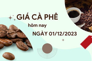 Giá cà phê hôm nay 1/12/2023: Thị trường trong nước bật tăng mạnh