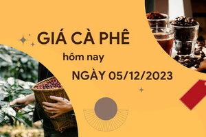 Giá cà phê hôm nay 5/12/2023: Thị trường trong nước ổn định