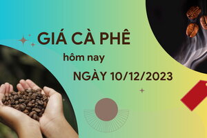 Giá cà phê hôm nay 10/12/2023: Thị trường trong nước duy trì ở mức cao