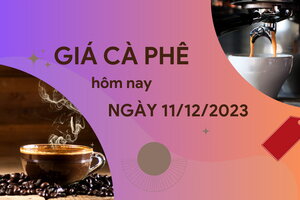 Giá cà phê hôm nay 11/12/2023: Thị trường trong nước giảm nhẹ