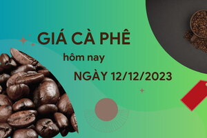 Giá cà phê hôm nay 12/12/2023: Trong nước vượt mốc 60.000 đồng/kg