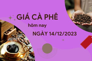 Giá cà phê hôm nay 14/12/2023: Trong nước tiếp tục tăng cao