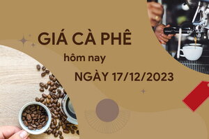 Giá cà phê hôm nay 17/12/2023: Tuần qua chạm đỉnh 67.000 đồng/kg