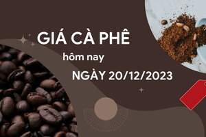 Giá cà phê hôm nay 20/12/2023: Vọt tăng mạnh ở cả thế giới và trong nước 