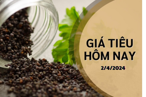 Giá hồ tiêu hôm nay 2/4/2024: Trong nước quay đầu giảm tại nhiều nơi