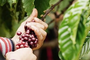 Giá cà phê hôm nay 5/4/2024: Giá cà phê trong nước tăng vọt