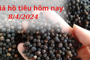 Giá hồ tiêu hôm nay 8/4/2024: Trong nước và thế giới đi ngang