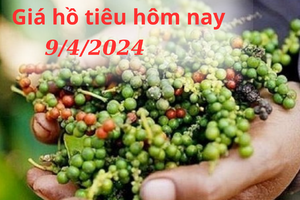 Giá hồ tiêu hôm nay 9/4/2024: Thị trường trong nước quay đầu giảm