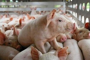 Giá lợn hơi hôm nay 29/4/2024: Tăng/giảm 1.000 đồng/kg