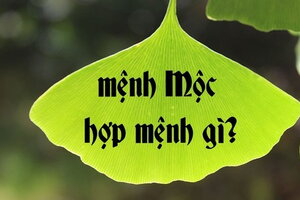 Mệnh mộc hợp mệnh gì và khắc mệnh nào? hợp tác làm ăn với mệnh nào thì đại cát đại lợi?