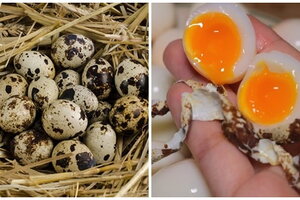 Luộc trứng cút bao nhiêu phút? Đây là mẹo luộc cho lòng đào thơm ngon, béo ngậy không phải ai cũng biết