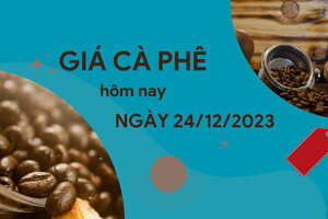 Giá cà phê hôm nay 24/12/2023: Thị trường trong nước giảm sâu