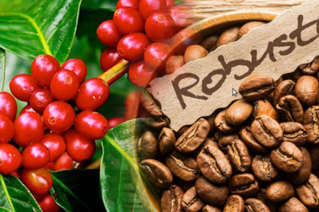 Giá cà phê hôm nay 2/11/2023: Robusta giảm 2,28% 