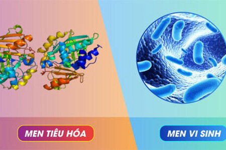 Hiểu về tác dụng của men tiêu hóa và men vi sinh