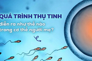 Quá trình thụ tinh diễn ra như thế nào trong cơ thể người mẹ?