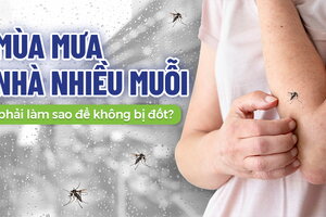 Mùa mưa nhà nhiều muỗi phải làm sao để không bị đốt?