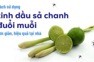 Cách sử dụng tinh dầu sả chanh đuổi muỗi đơn giản, hiệu quả tại nhà