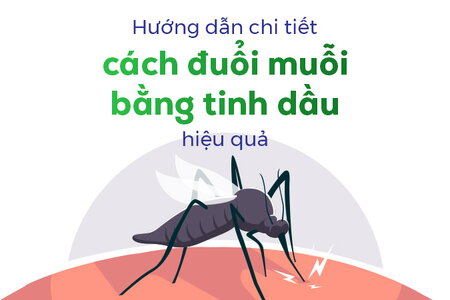 Hướng dẫn chi tiết cách đuổi muỗi bằng tinh dầu hiệu quả