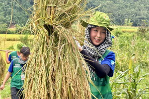 Hoa hậu Bảo Ngọc gặt lúa, lội bùn hỗ trợ bà con dựng nhà sau lũ