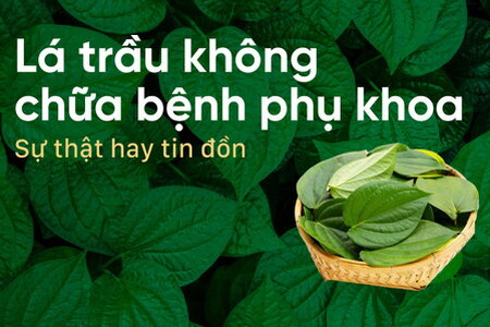 Lá trầu không chữa bệnh phụ khoa: Sự thật hay tin đồn?