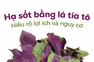 Hạ sốt bằng lá tía tô: Hiểu rõ lợi ích và nguy cơ
