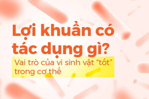 Lợi khuẩn có tác dụng gì? Vai trò của vi sinh vật “tốt” trong cơ thể