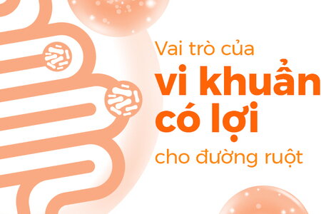Vai trò của vi khuẩn có lợi cho đường ruột